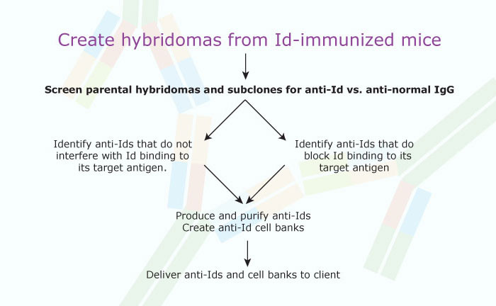 Create hybridomas from Id-immunized mice
