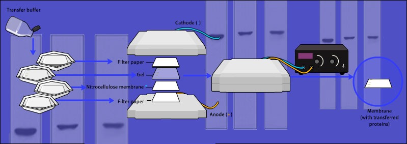 How to Choose Quality Antibodies for Successful Western Blotting - QED Bioscience, Inc.