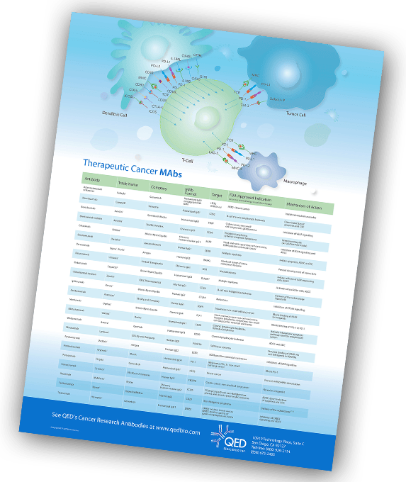 qedbio-therapeutic-cancer-mabs-poster Get A Free Therapeutic Cancer MABs Poster - QED Bioscience, Inc