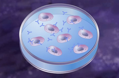 monoclonal-antibodies-1