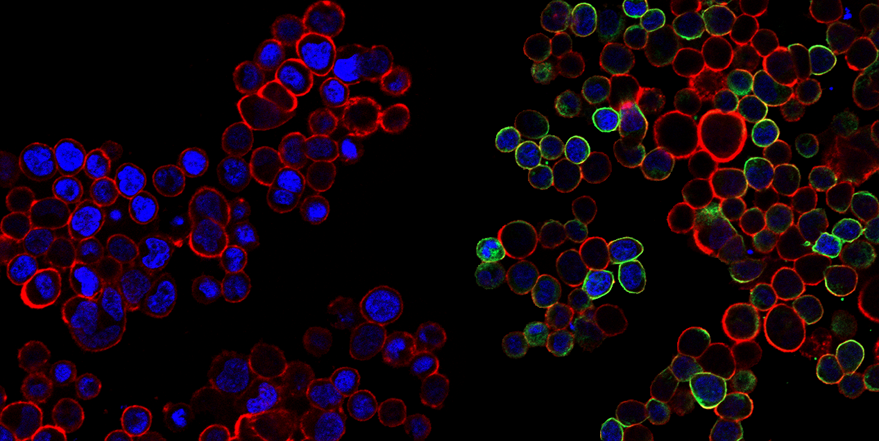 Fluorescent-Imaging1