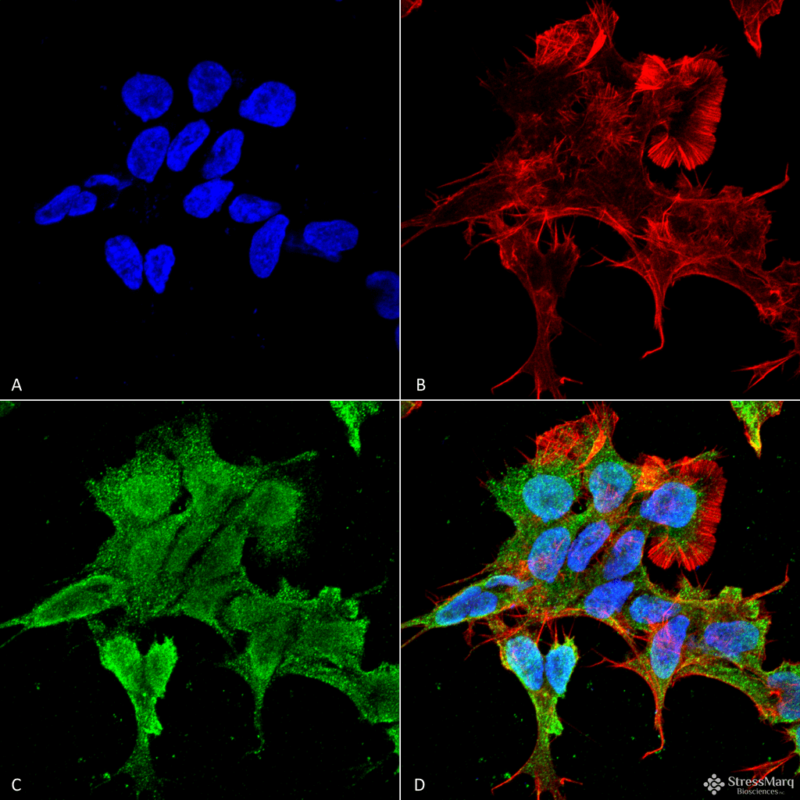 Antiα 2c Adrenergic Receptor Antibody QED Bioscience Inc