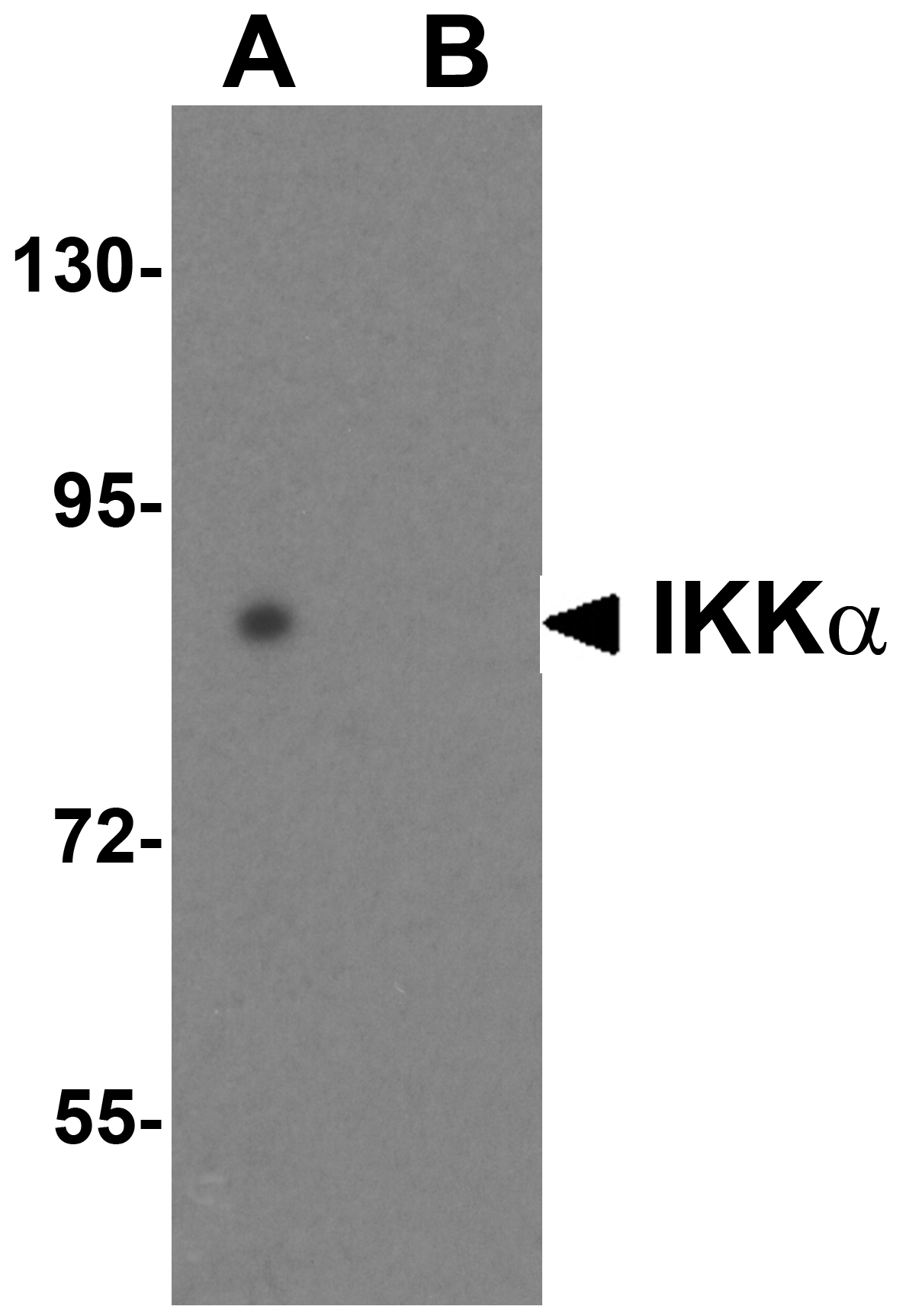 AntiIKKα Antibody QED Bioscience Inc