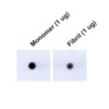 Dot Blot analysis using Mouse Anti-Tau Monoclonal Antibody