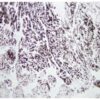 Catalog no. 13604 has been qualified for detecting human pancreatic chymotrypsin in paraffin-embedded tissue. #13604