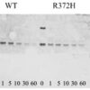 #10104 Detection of Factor VIII light chain (LCh) in wild-type (WT) and recombinant (R372H) Factor VIII after reaction with thrombin over time (Nogami et al. 2005 Blood 105: 4362-4368).