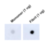 Dot Blot analysis using Mouse Anti-Tau Monoclonal Antibody